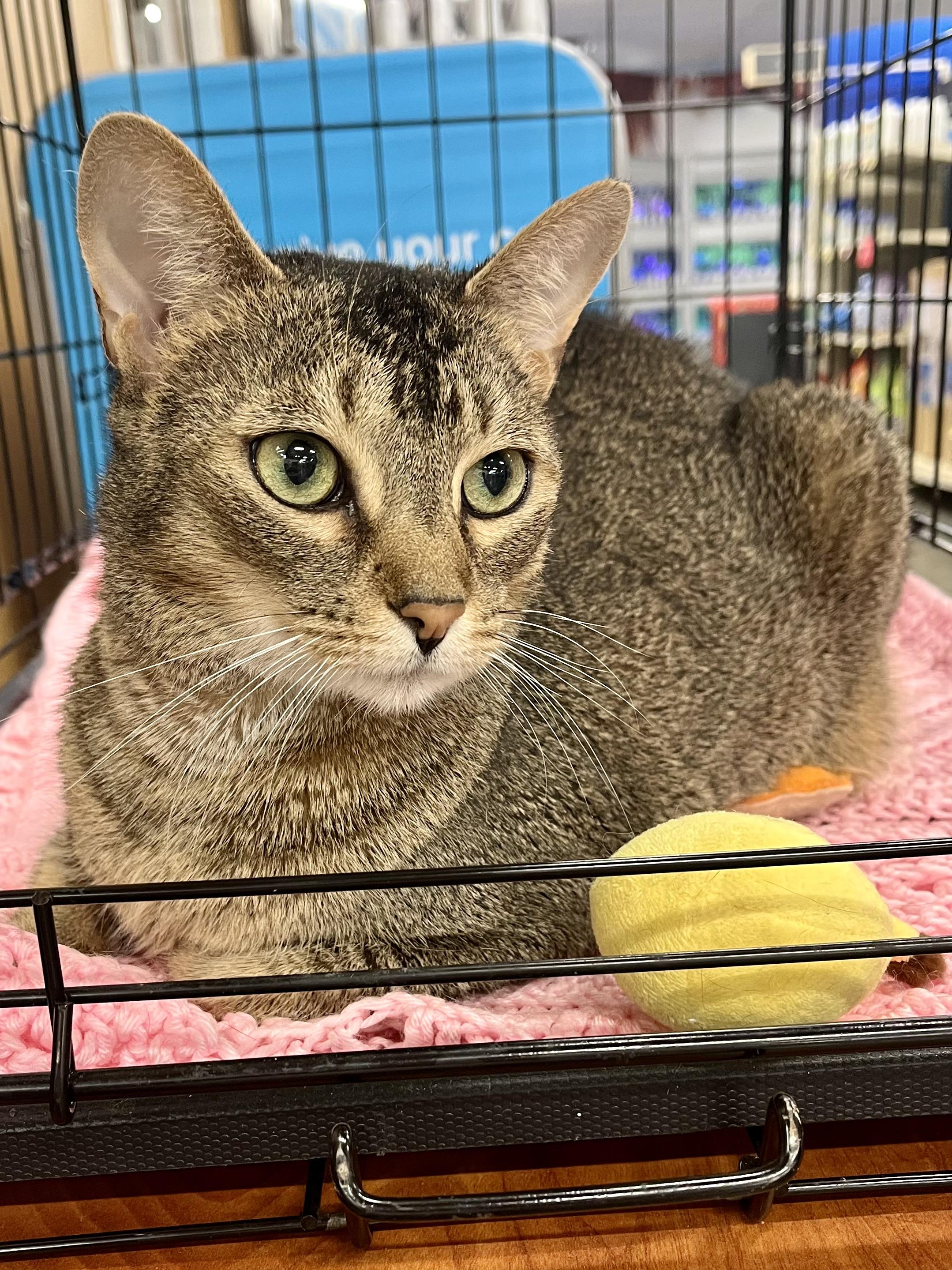 Sheba, ADOPTABLE, Adult Female Abyssinian & Domestic Short Hair.