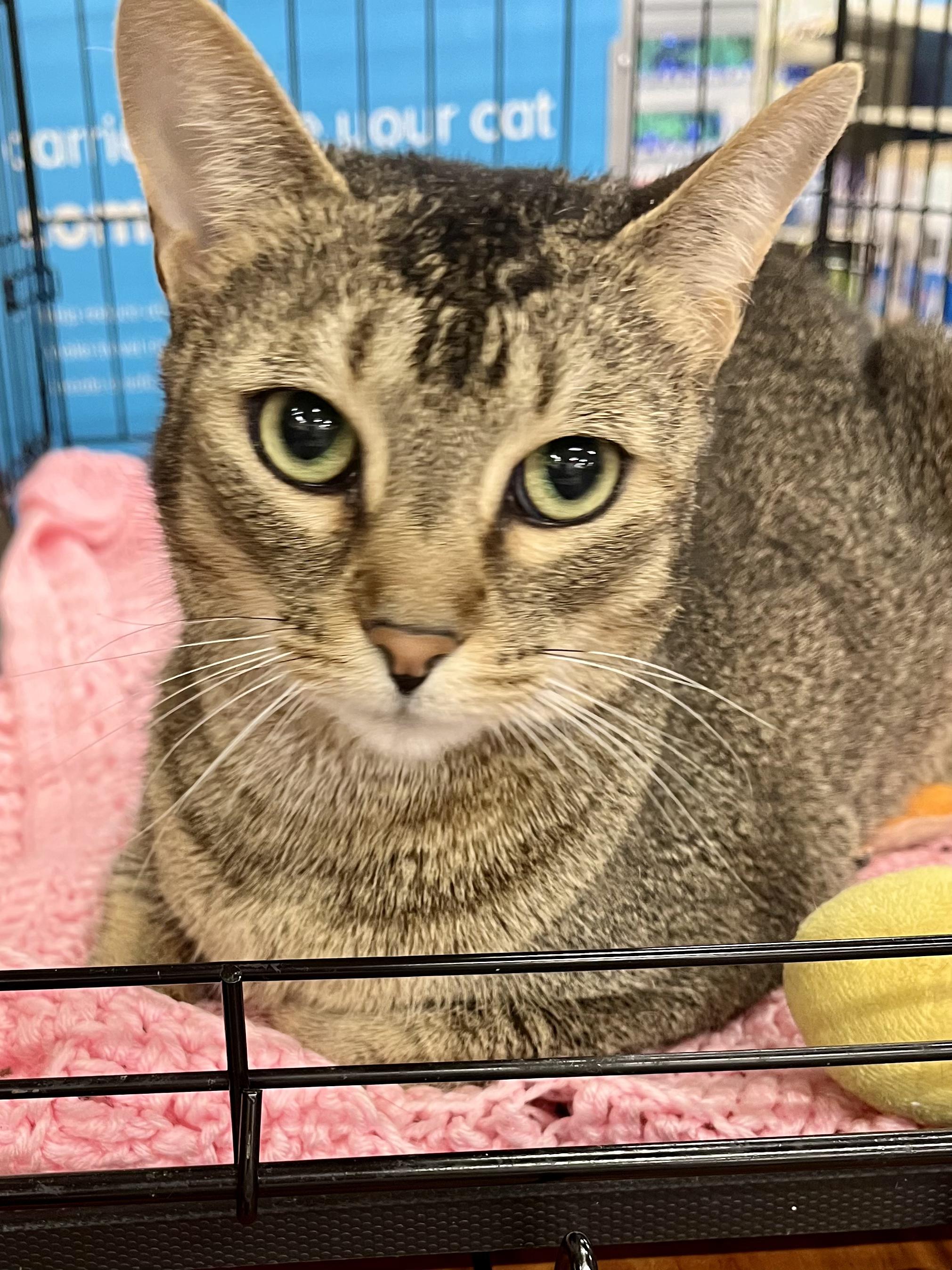Sheba, a ADOPTABLE mixed breed in Snellville, GA image 4/4
