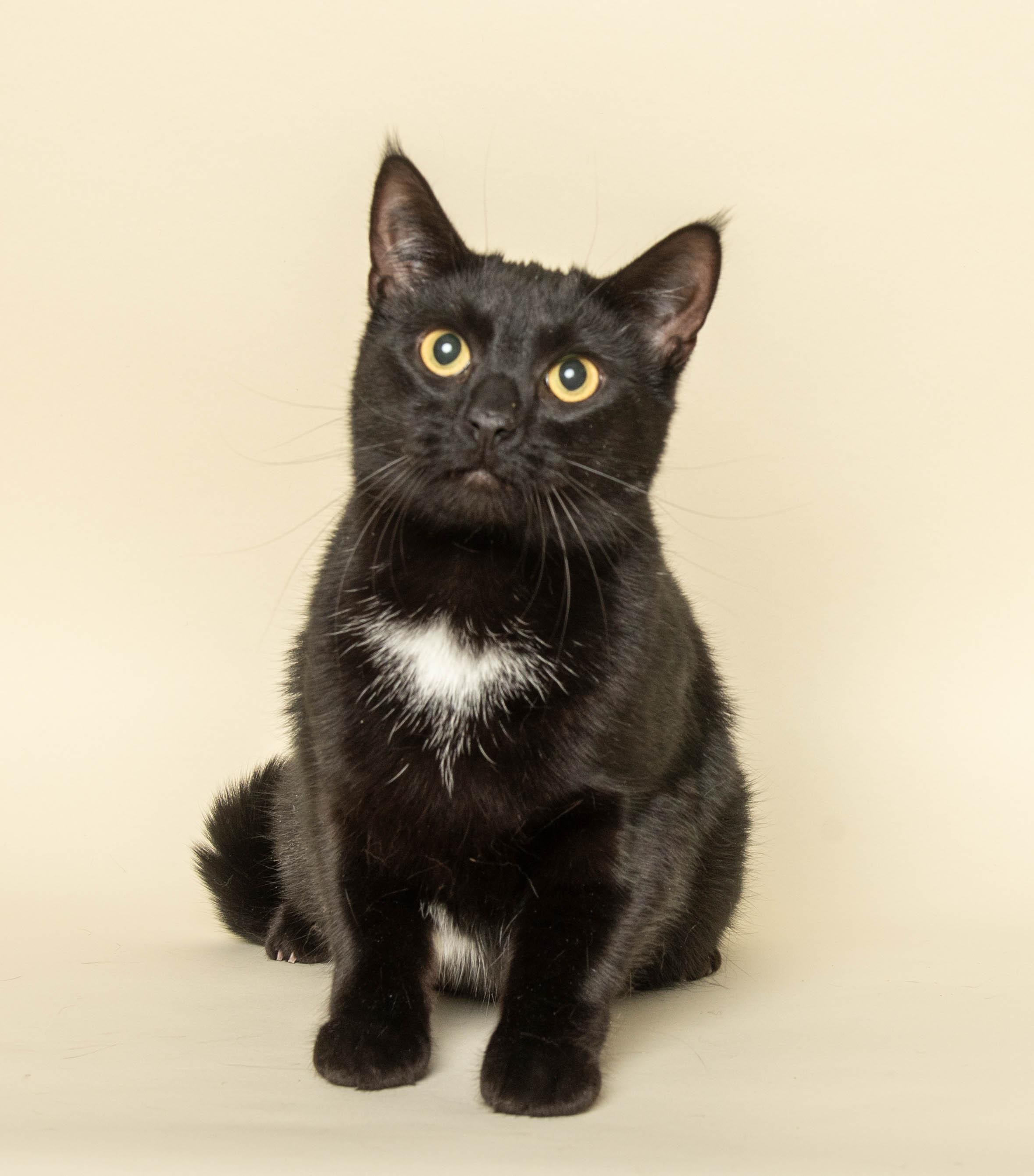 Enlarge MINNOW (Rescued from landfill), an adopted Domestic Short Hair in Wyandotte, MI image 2/2