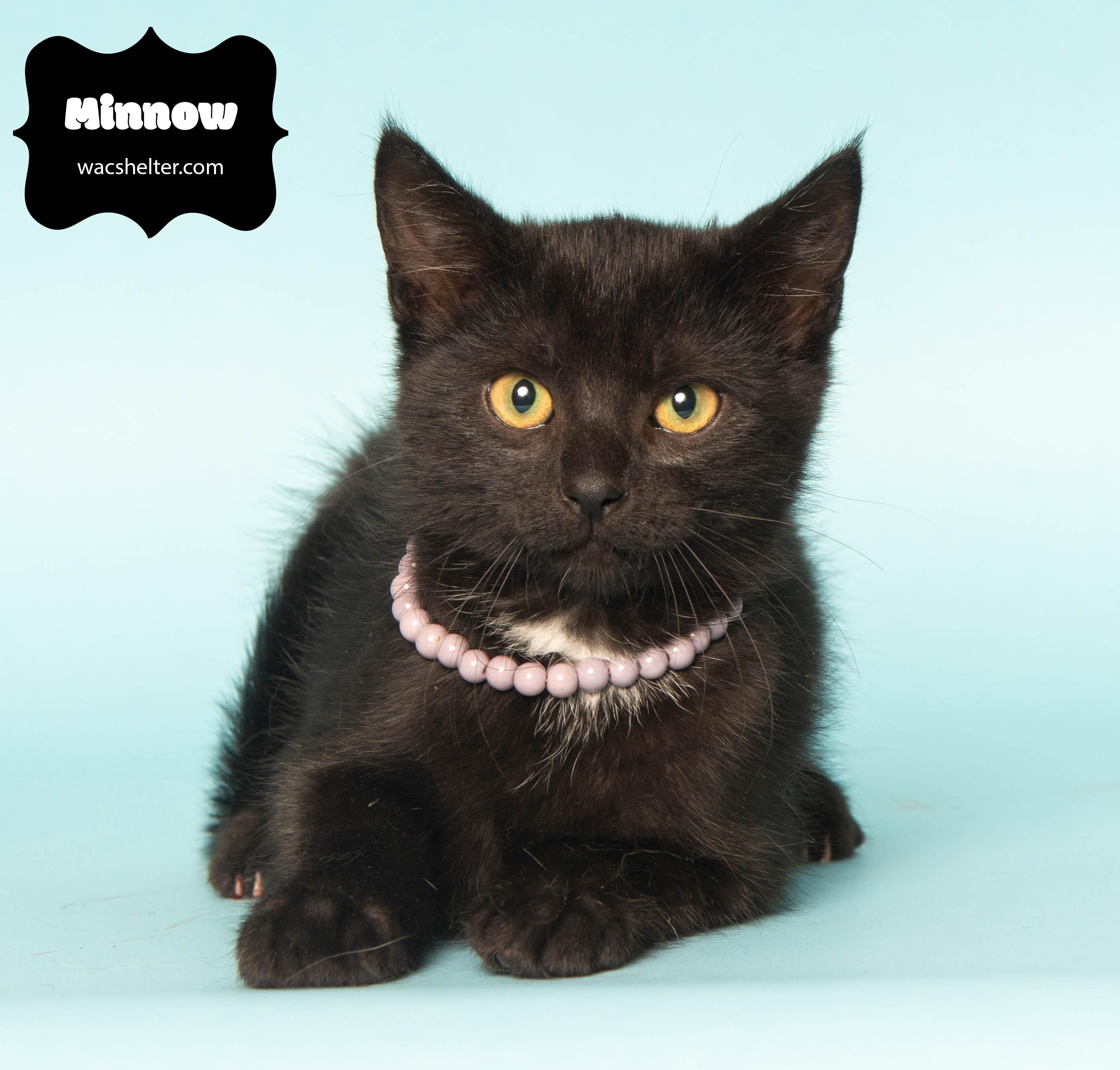 MINNOW (Rescued from landfill) 2