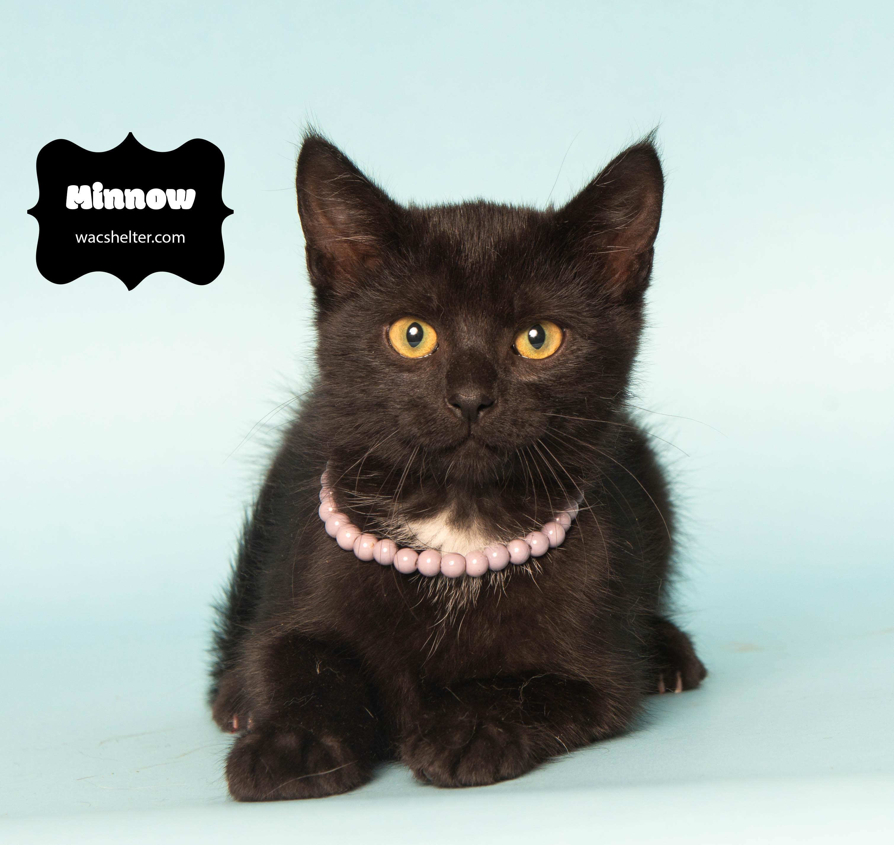 MINNOW (Rescued from landfill), a Adoptable Domestic Short Hair in Wyandotte, MI image 3/3