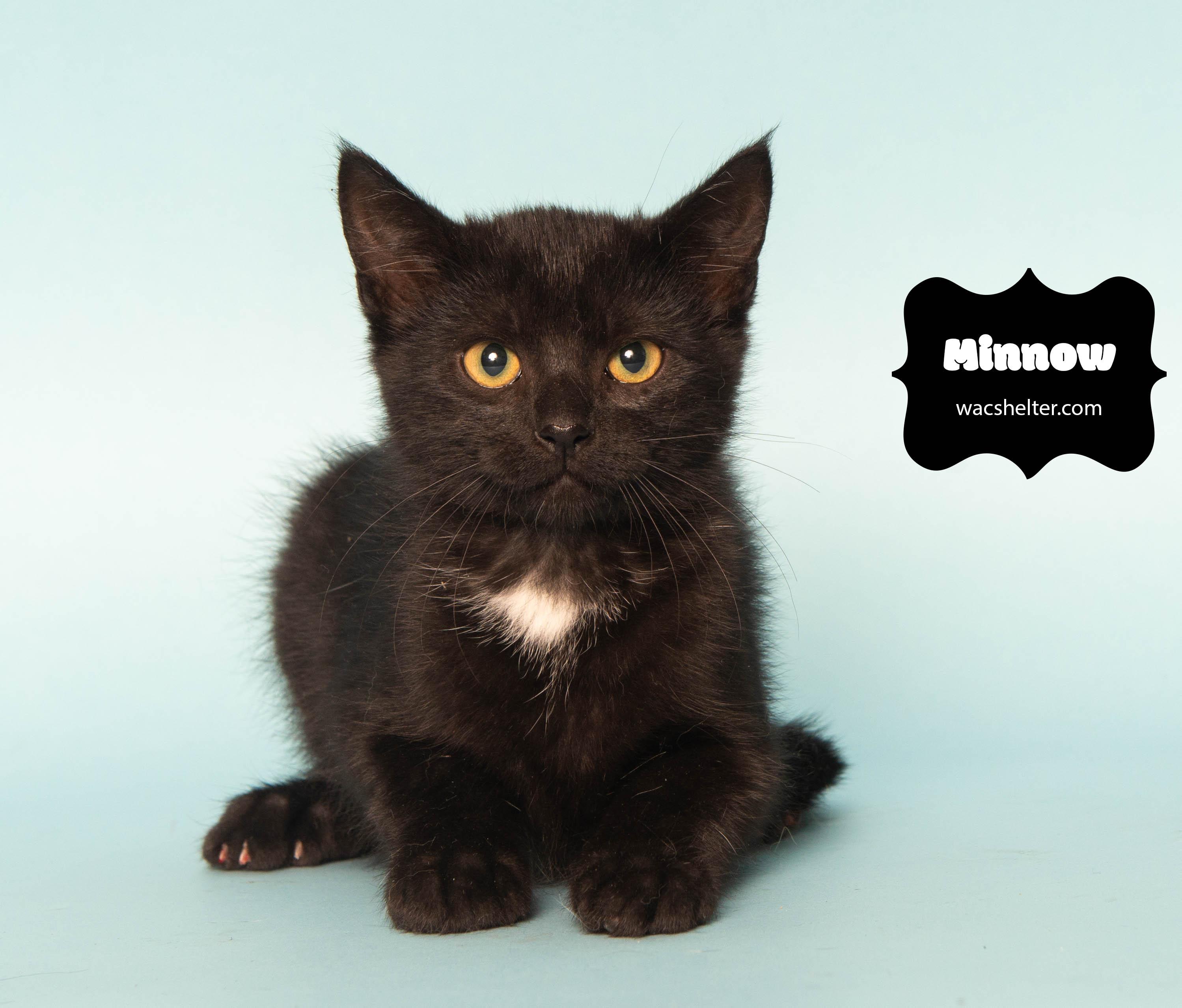 MINNOW (Rescued from landfill), Adoptable, Young Female Domestic Short Hair.