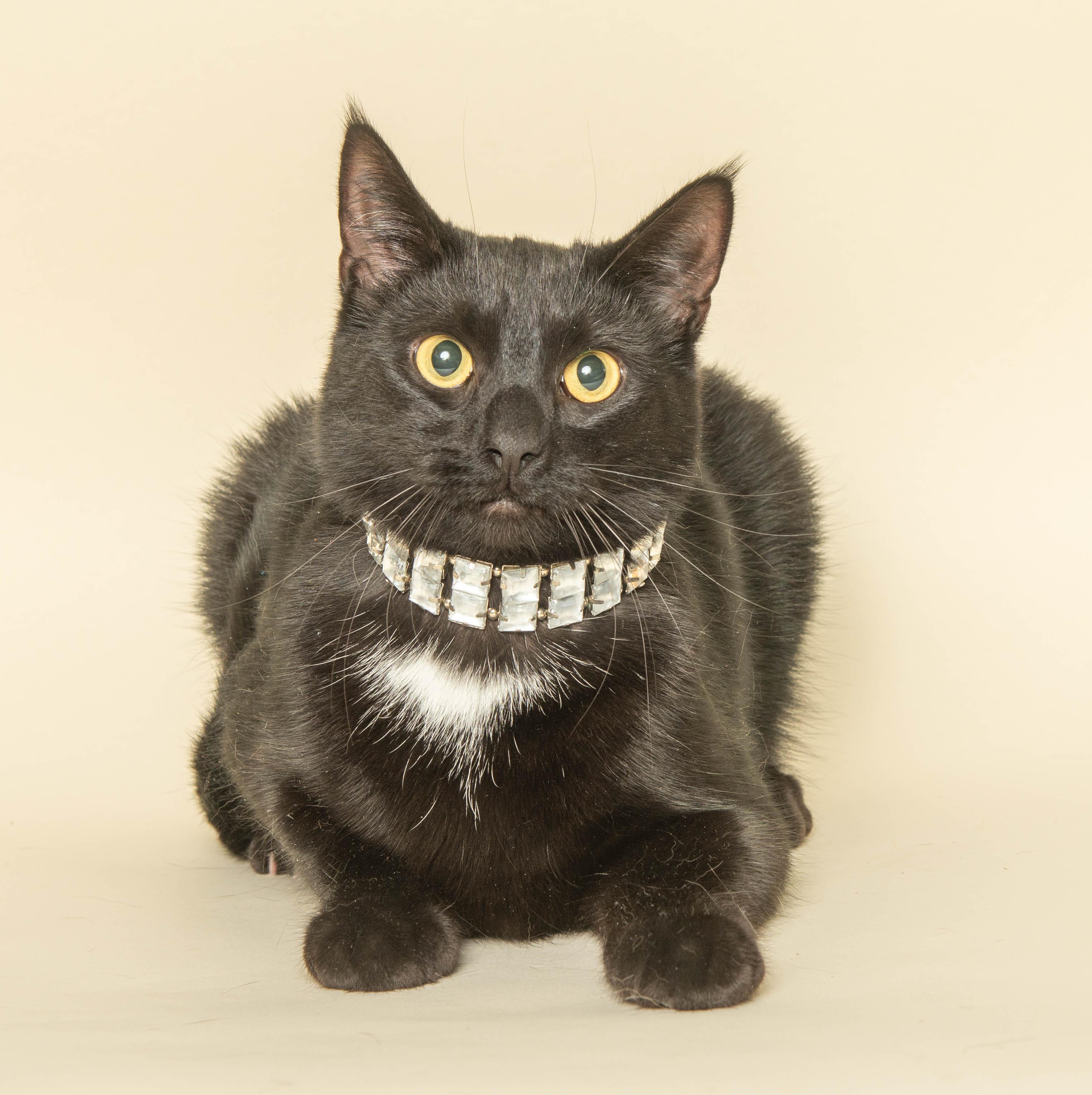 Enlarge MINNOW (Rescued from landfill), an adopted Domestic Short Hair in Wyandotte, MI image 1/2