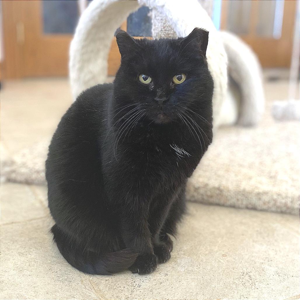 Kitty Cat, Adoptable, Senior Female Domestic Short Hair.