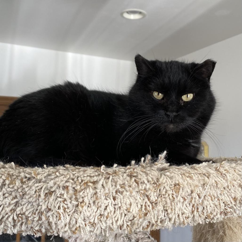 Enlarge Kitty Cat, a Adoptable Domestic Short Hair in Green Bay, WI image 2/4