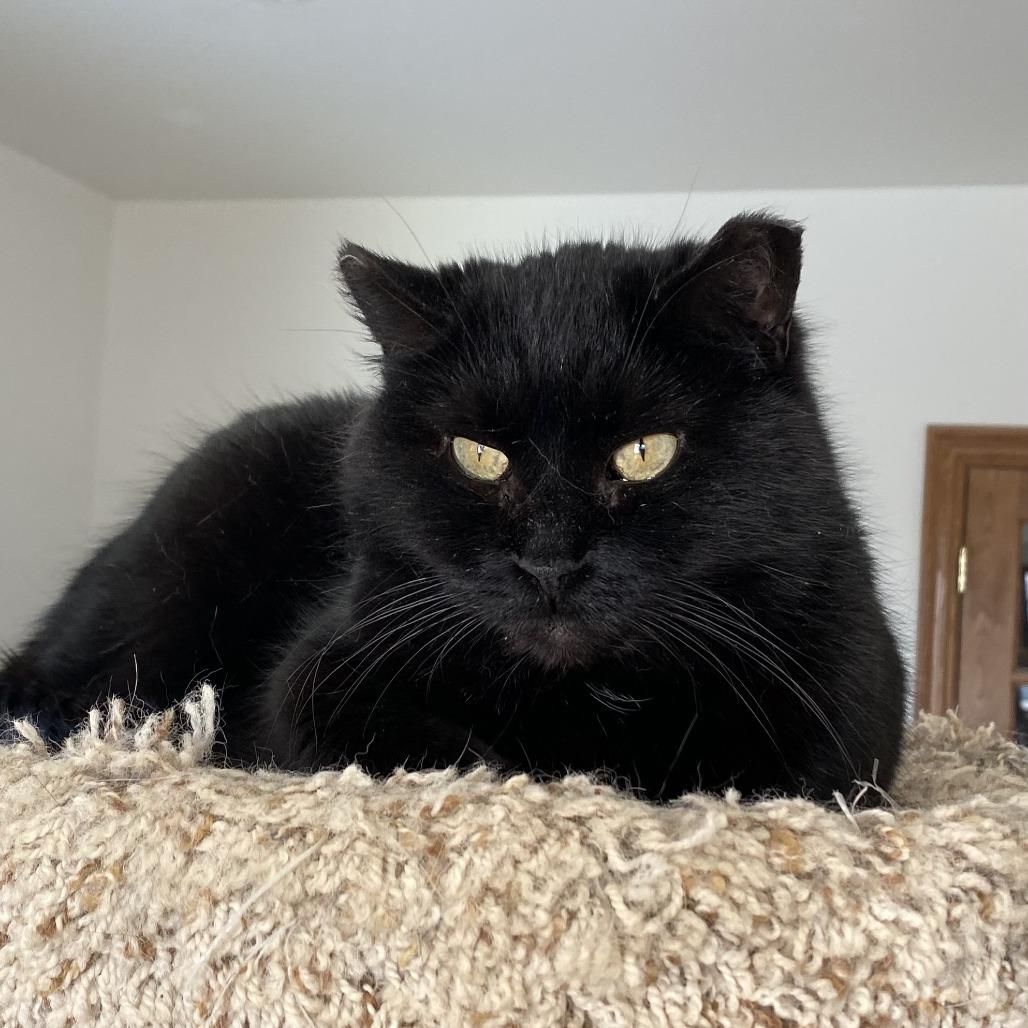 Enlarge Kitty Cat, a Adoptable Domestic Short Hair in Green Bay, WI image 3/4