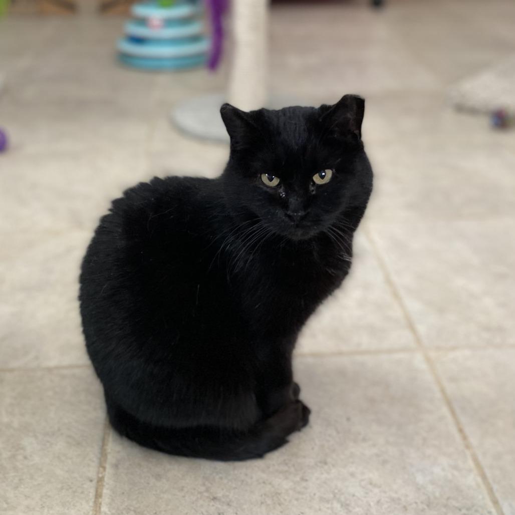 Enlarge Kitty Cat, a Adoptable Domestic Short Hair in Green Bay, WI image 4/4