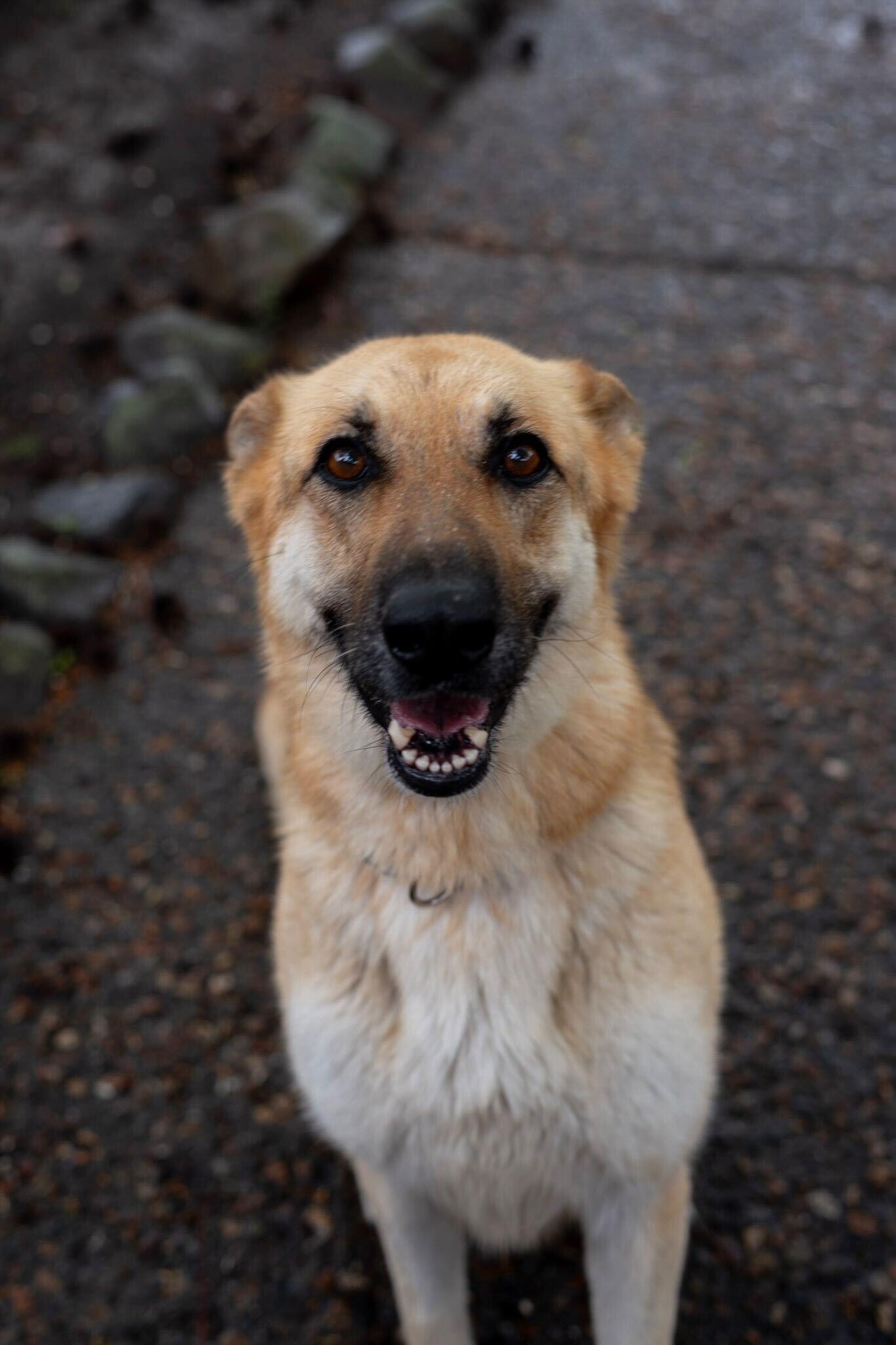 Hazel, ADOPTABLE, Young Female German Shepherd Dog.