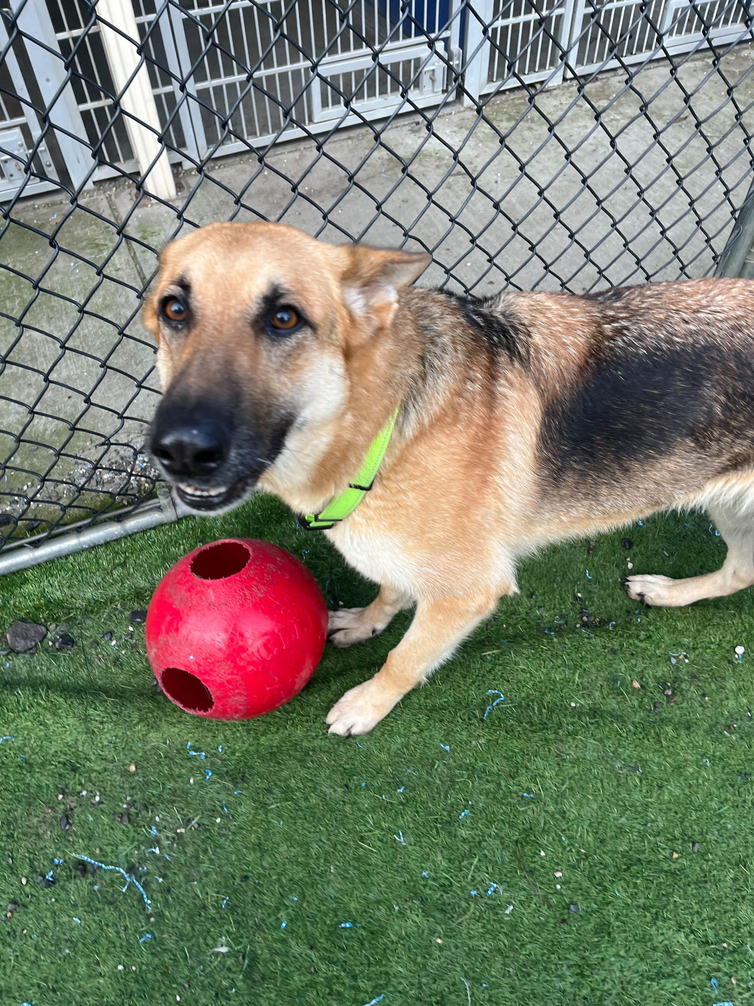 Hazel, ADOPTABLE, Young Female German Shepherd Dog.