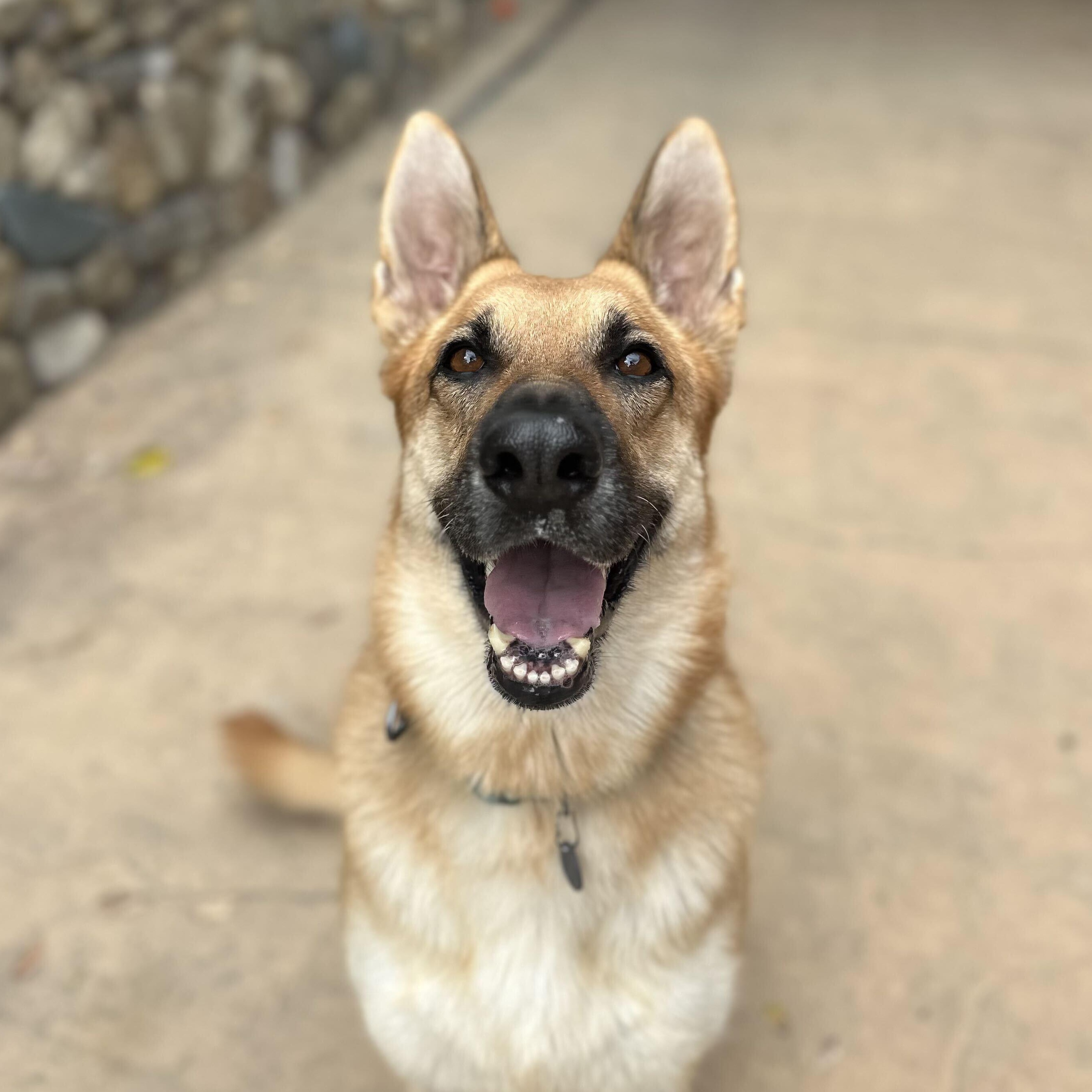 Hazel, Adoptable, Young Female German Shepherd Dog.