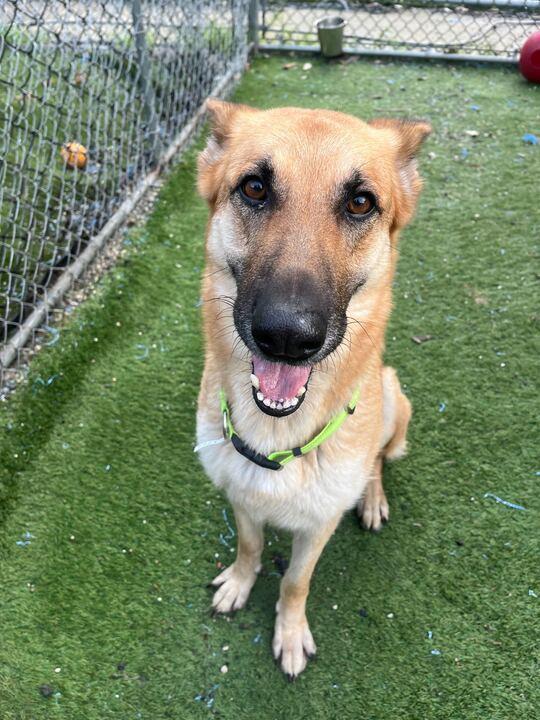 Enlarge Hazel, a ADOPTABLE German Shepherd Dog in San Rafael, CA image 2/6