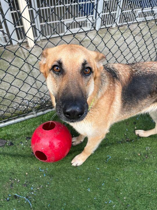 Enlarge Hazel, a ADOPTABLE German Shepherd Dog in San Rafael, CA image 3/6