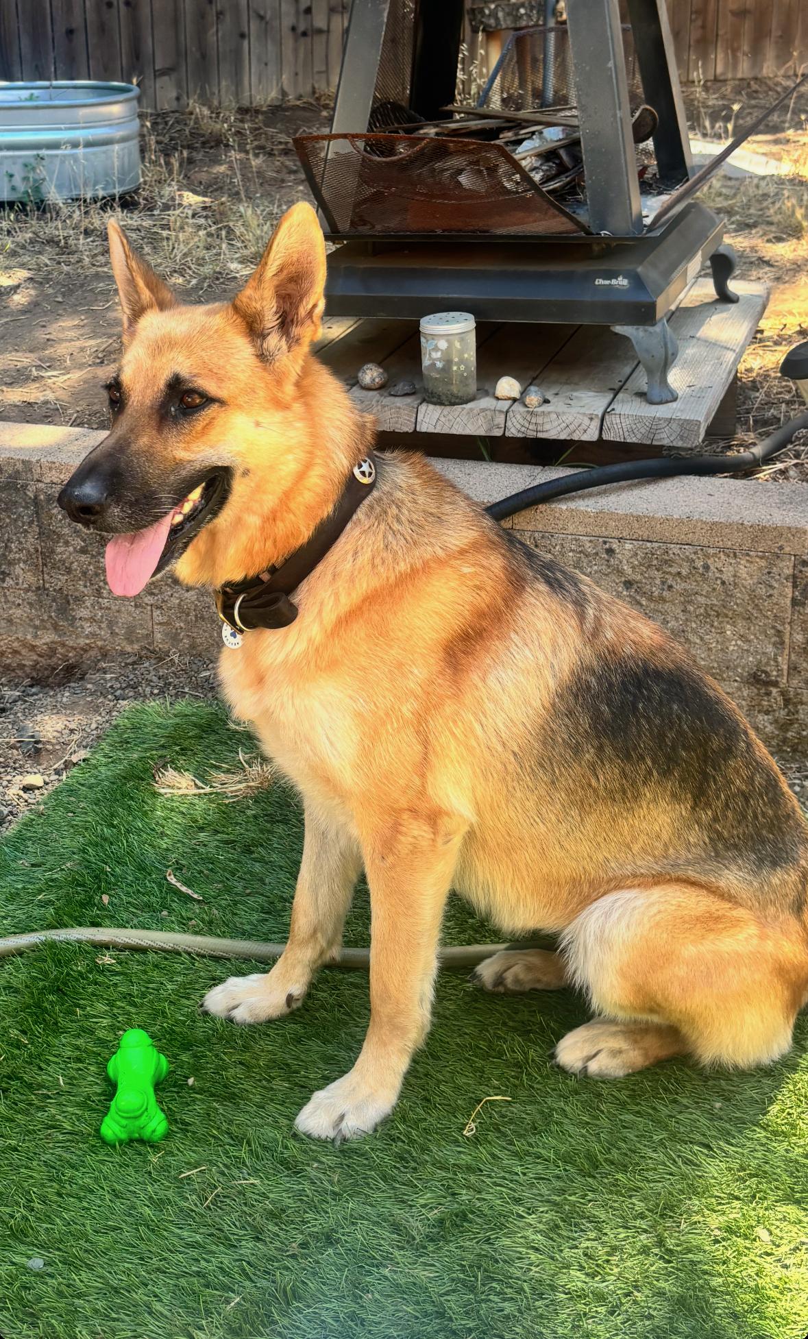 Hazel, ADOPTABLE, Young Female German Shepherd Dog.