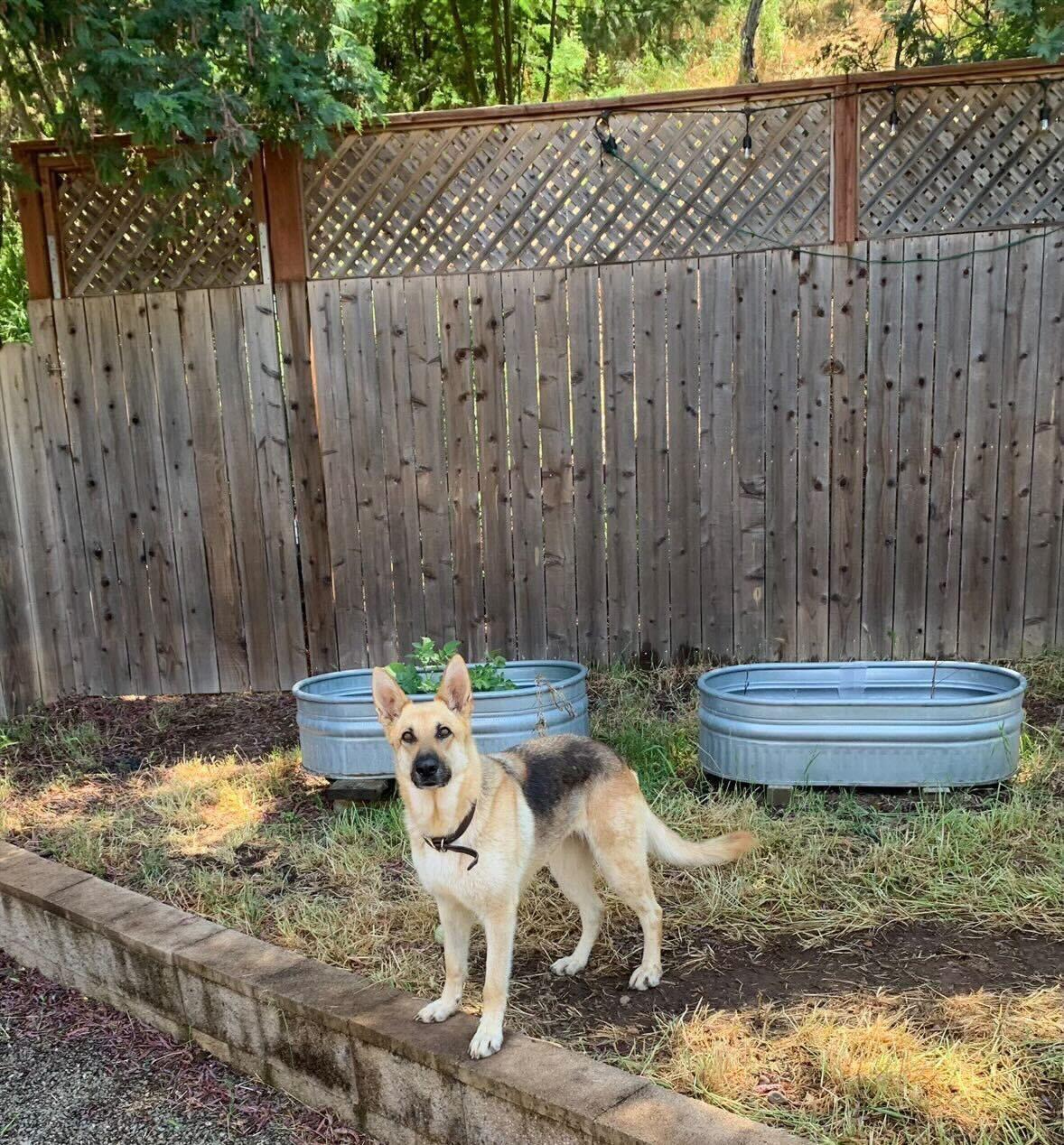Hazel, a ADOPTABLE German Shepherd Dog in Novato, CA image 6/6