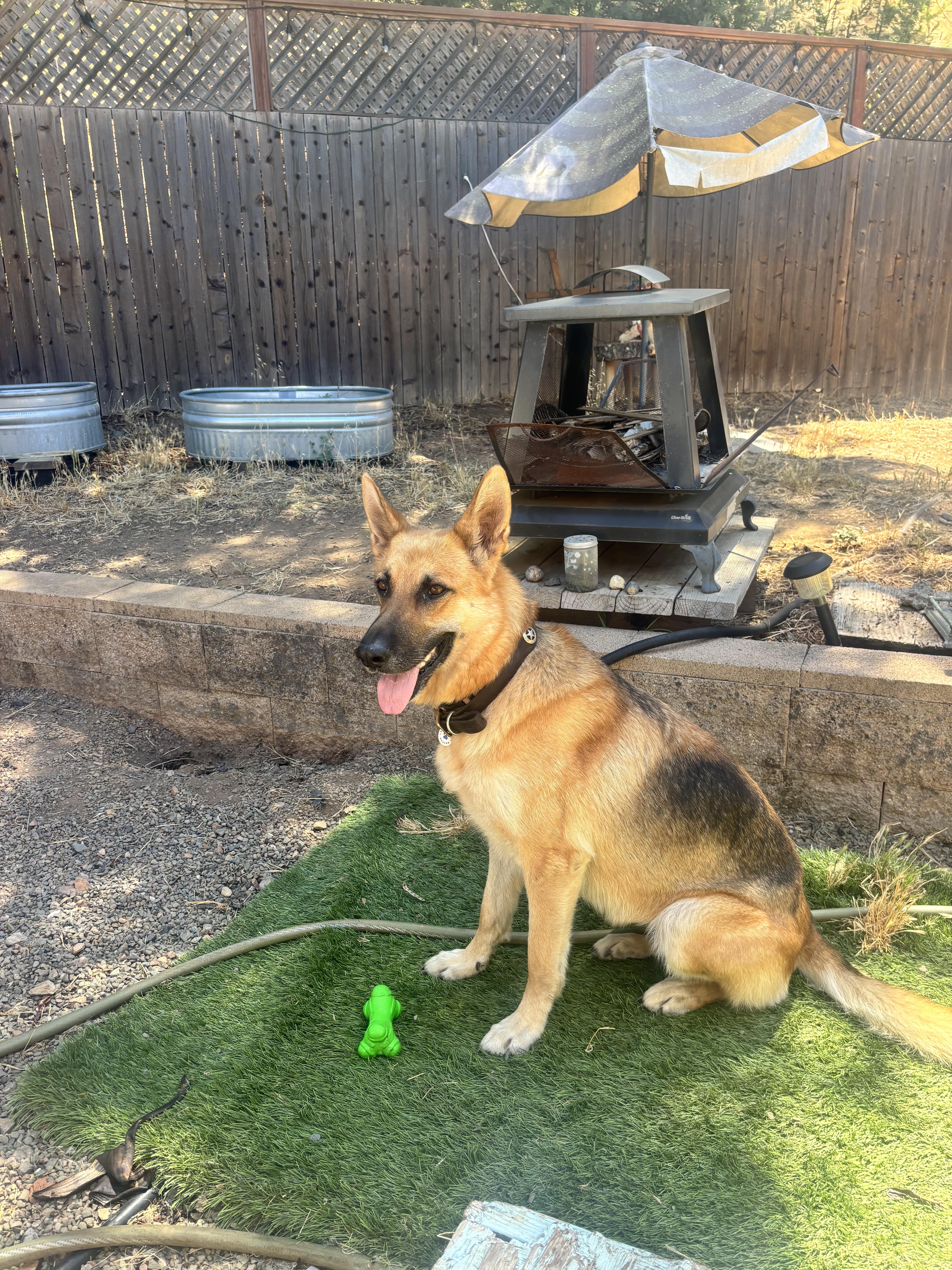 Hazel, a ADOPTABLE German Shepherd Dog in Novato, CA image 5/6