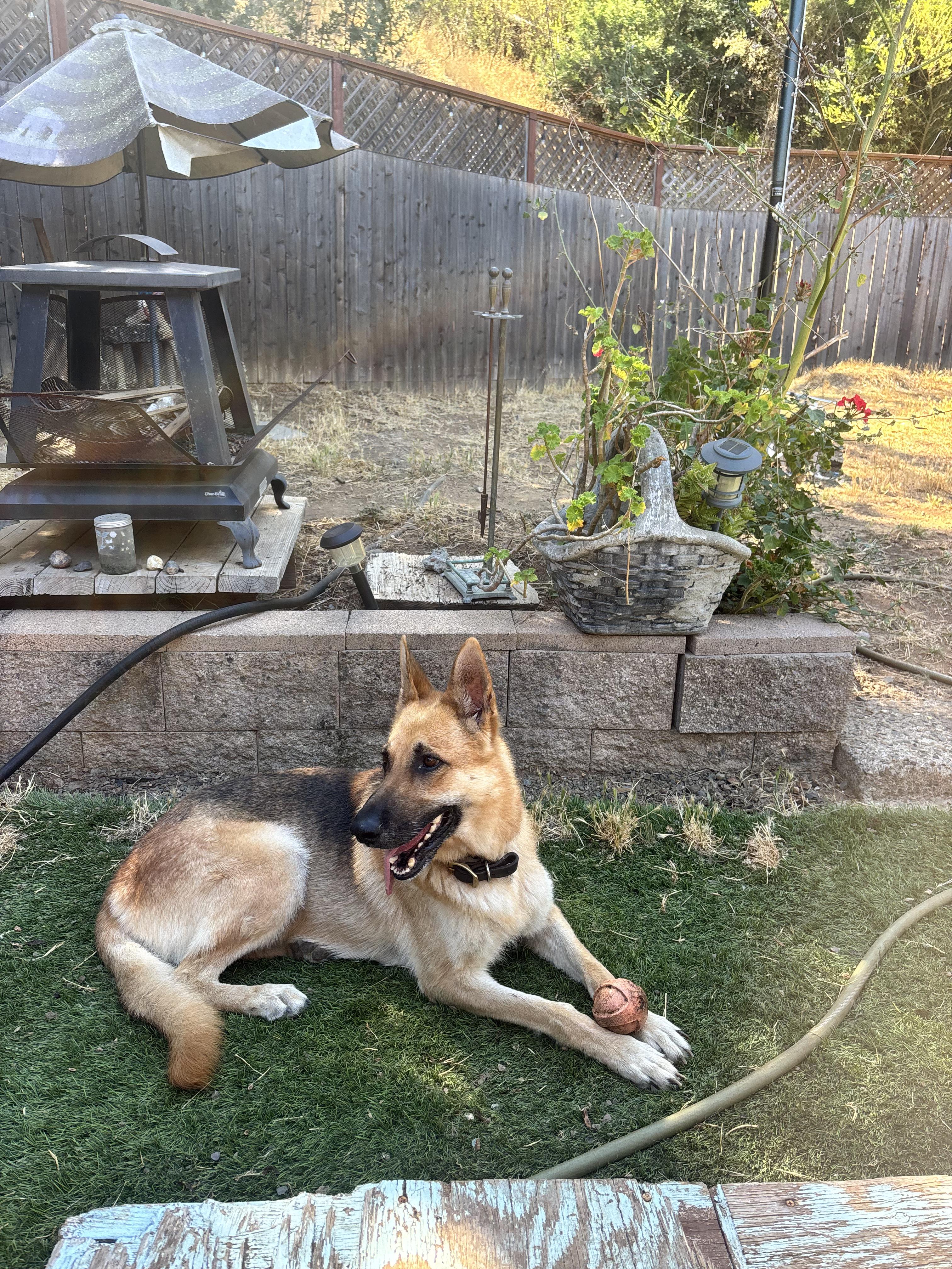 Hazel, a ADOPTABLE German Shepherd Dog in Novato, CA image 6/6