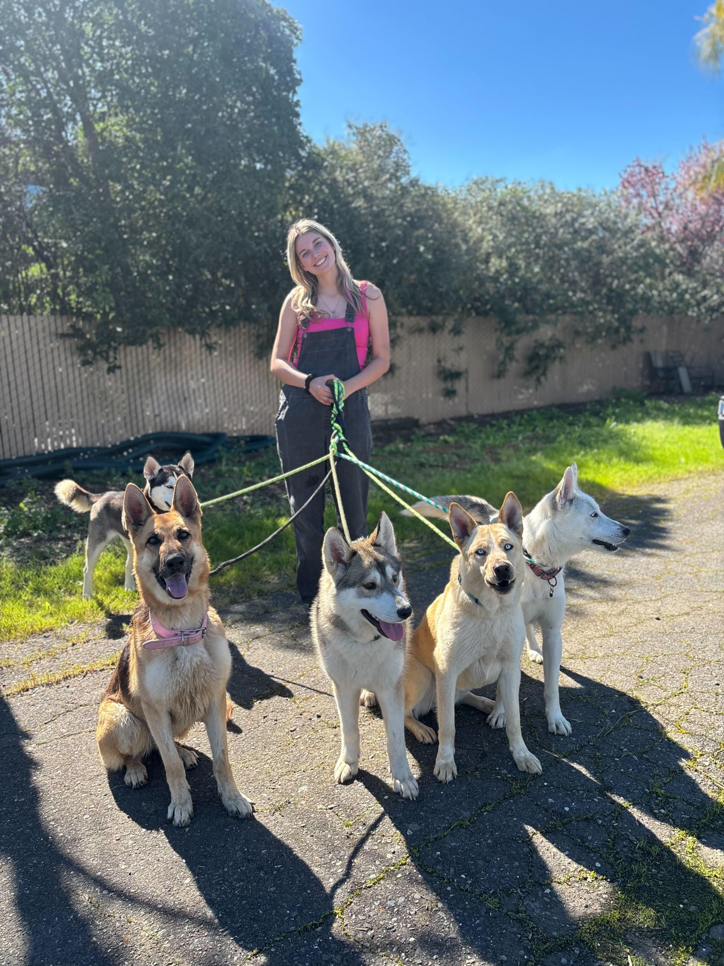 Enlarge Hazel, a ADOPTABLE German Shepherd Dog in San Rafael, CA image 5/6