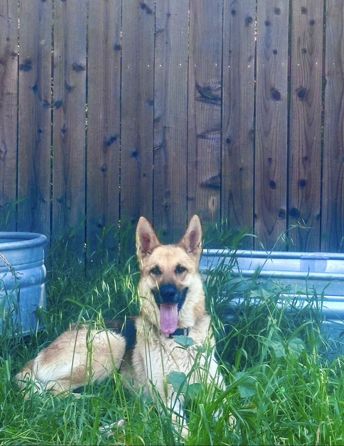 Hazel, a ADOPTABLE German Shepherd Dog in Novato, CA image 5/6