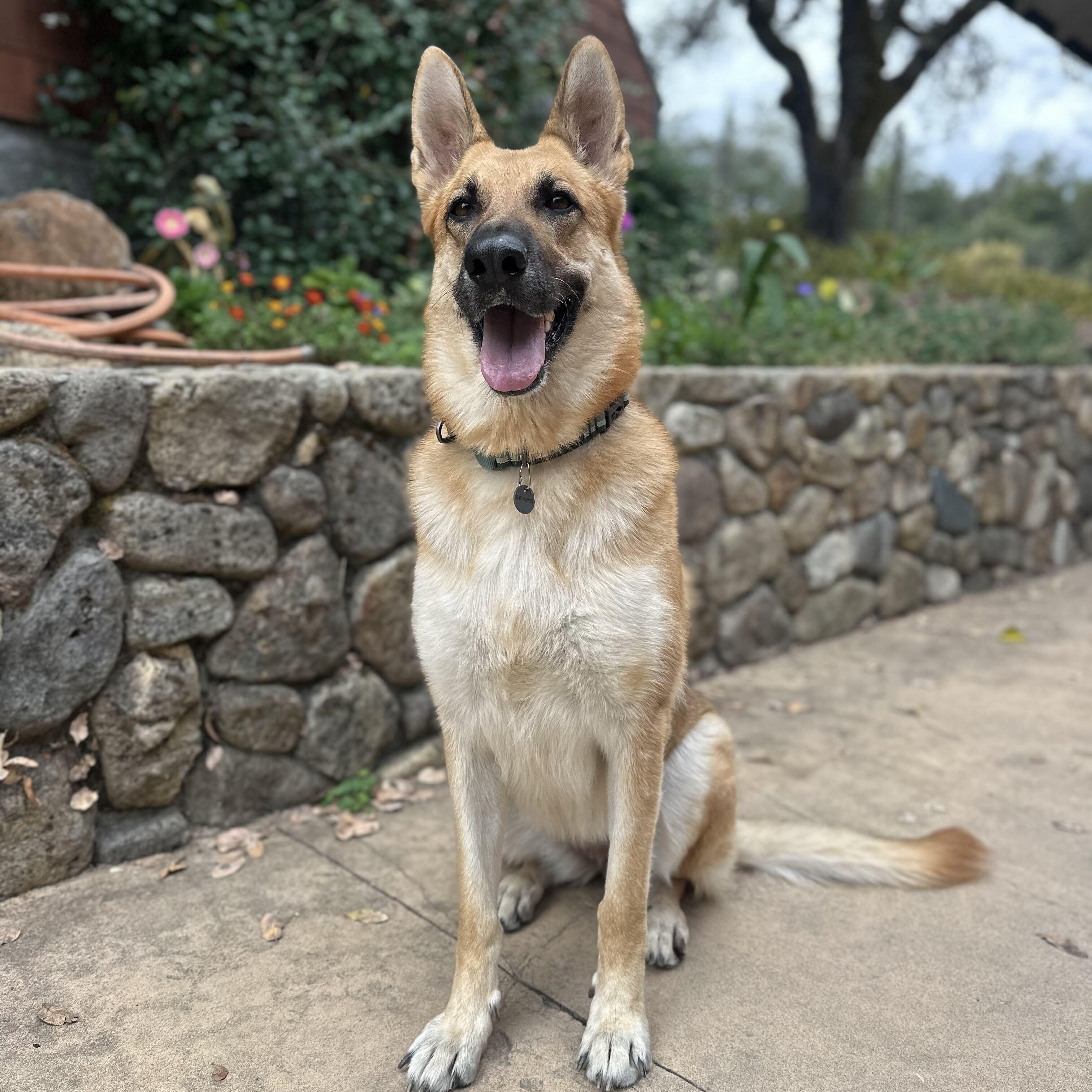 Enlarge Hazel, a Adoptable German Shepherd Dog in Napa, CA image 2/6