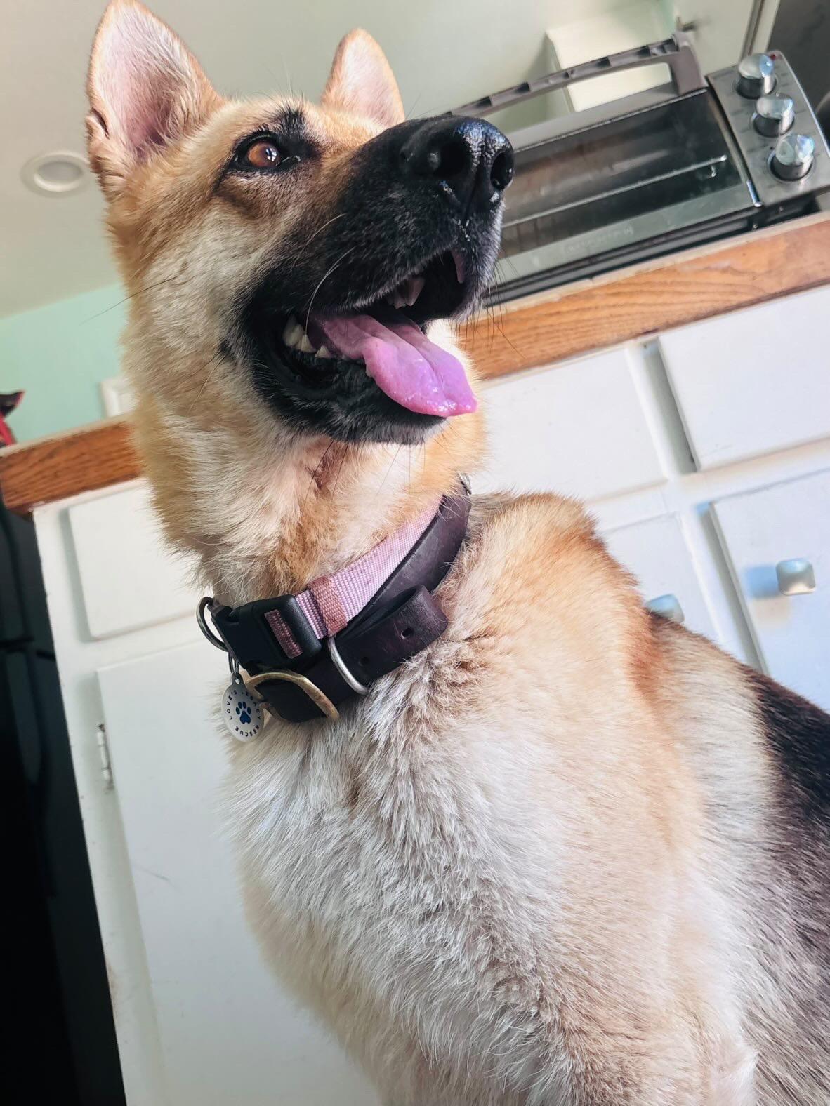 Hazel, a ADOPTABLE German Shepherd Dog in Novato, CA image 4/6