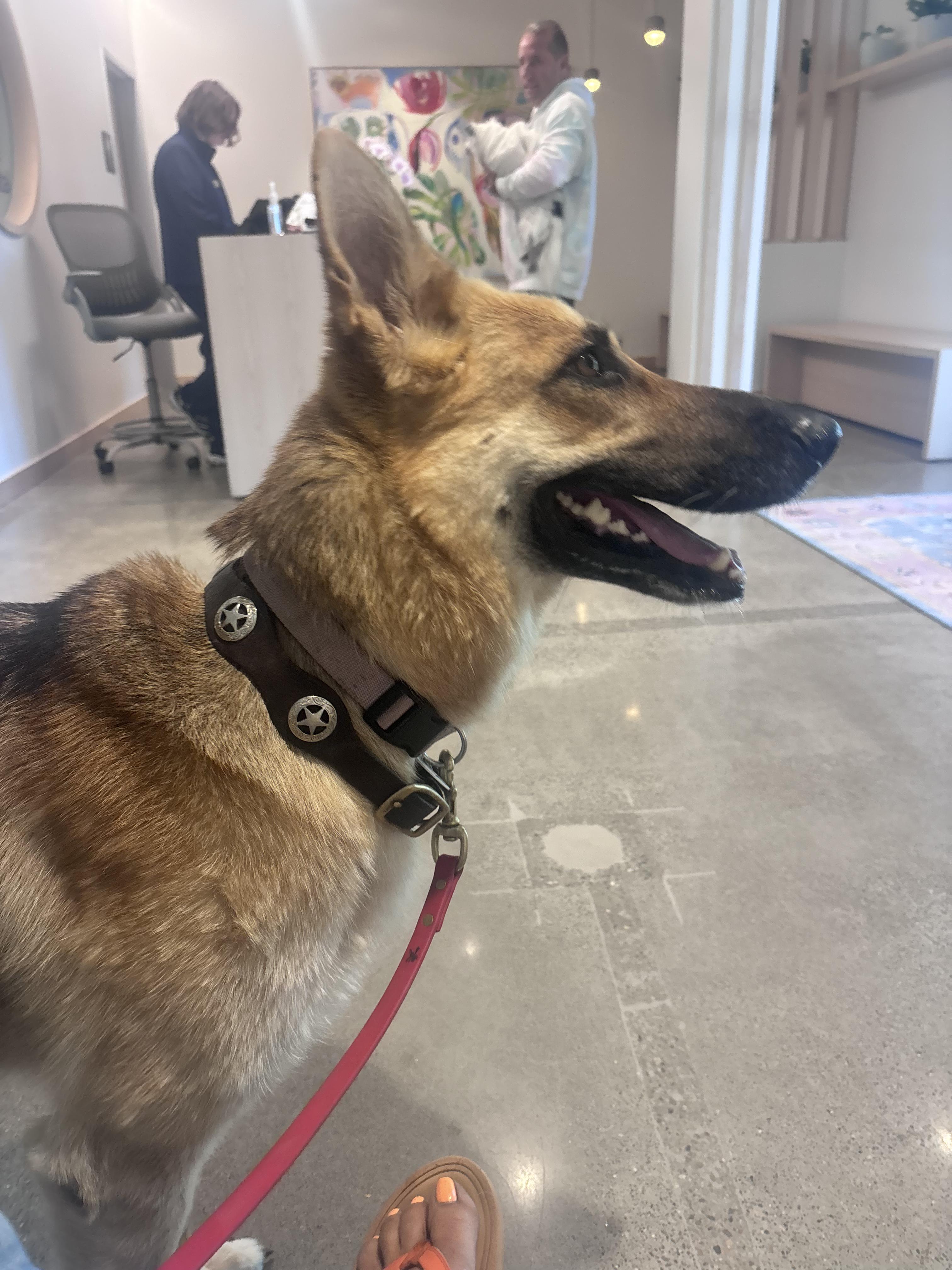 Hazel, a ADOPTABLE German Shepherd Dog in Novato, CA image 2/6