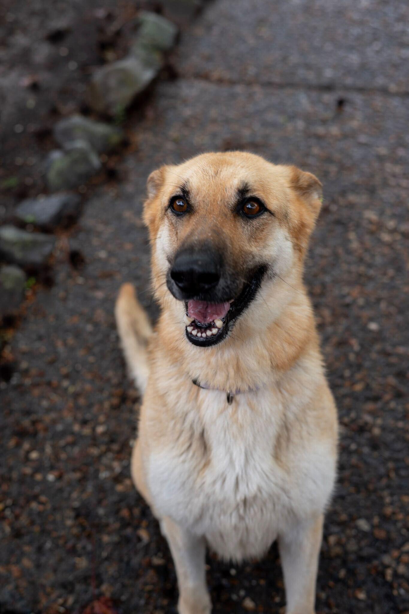 Enlarge Hazel, a ADOPTABLE German Shepherd Dog in Rohnert Park, CA image 2/6