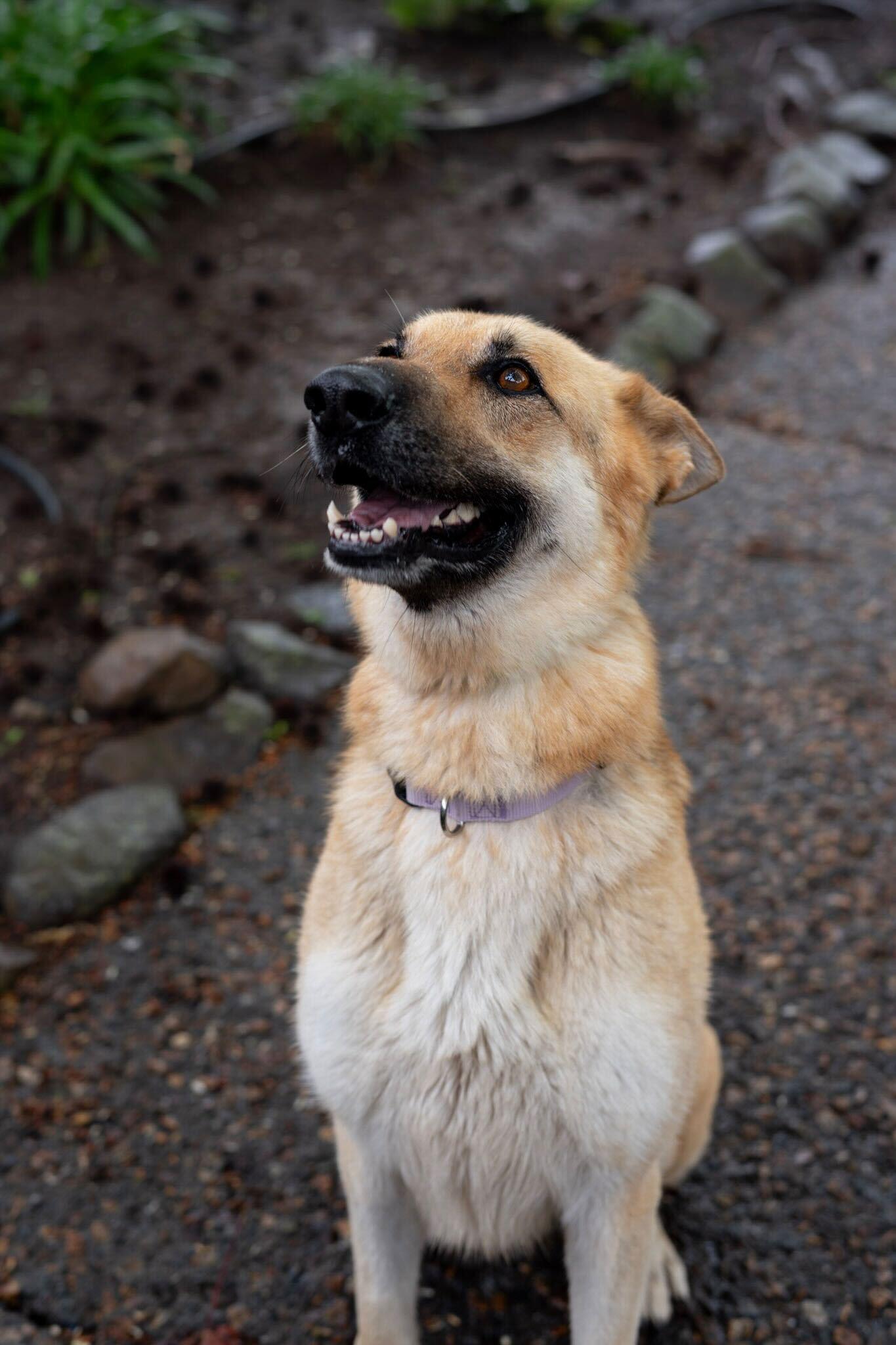 Enlarge Hazel, a ADOPTABLE German Shepherd Dog in Rohnert Park, CA image 6/6