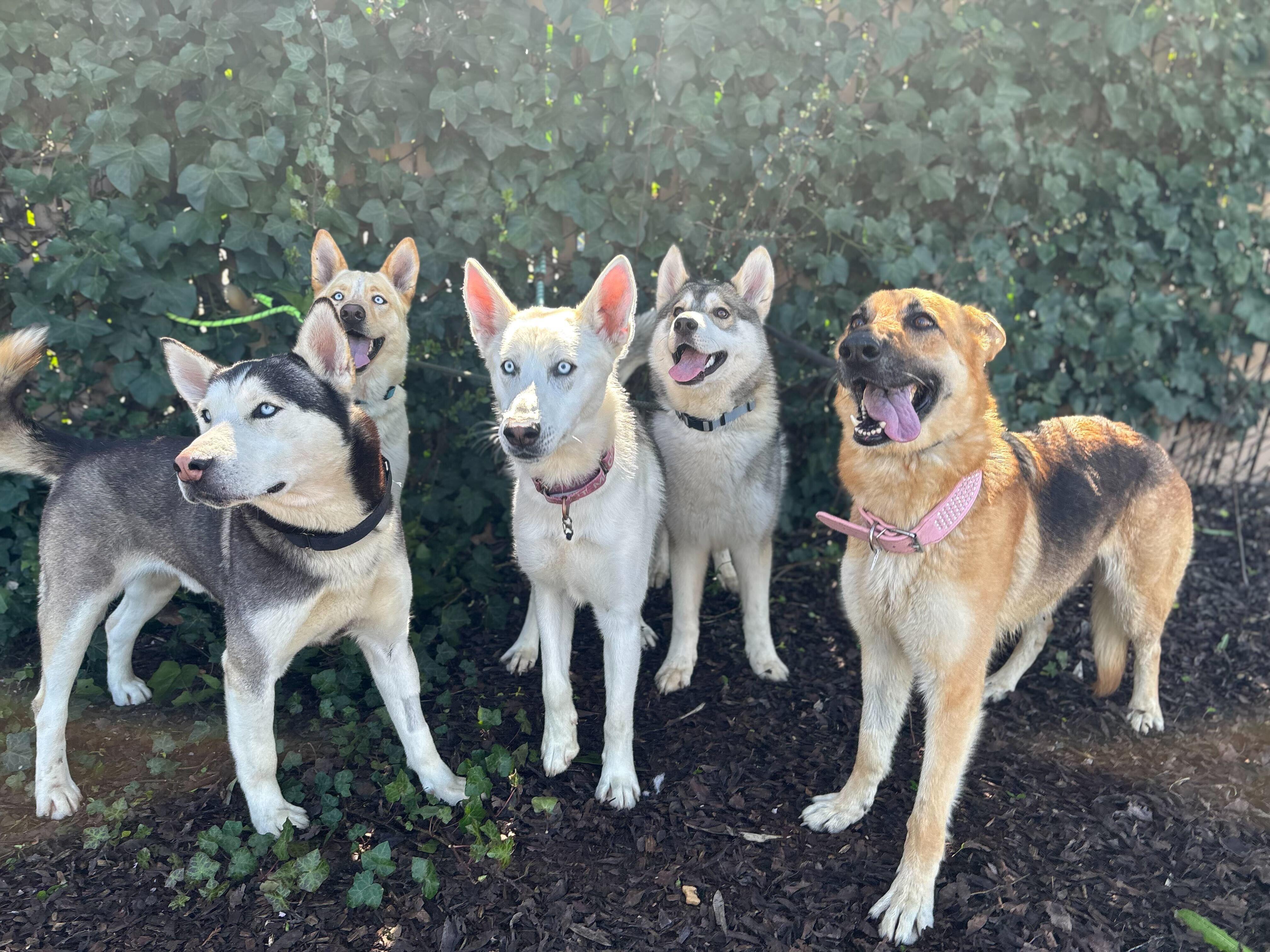 Enlarge Hazel, a ADOPTABLE German Shepherd Dog in San Rafael, CA image 4/6