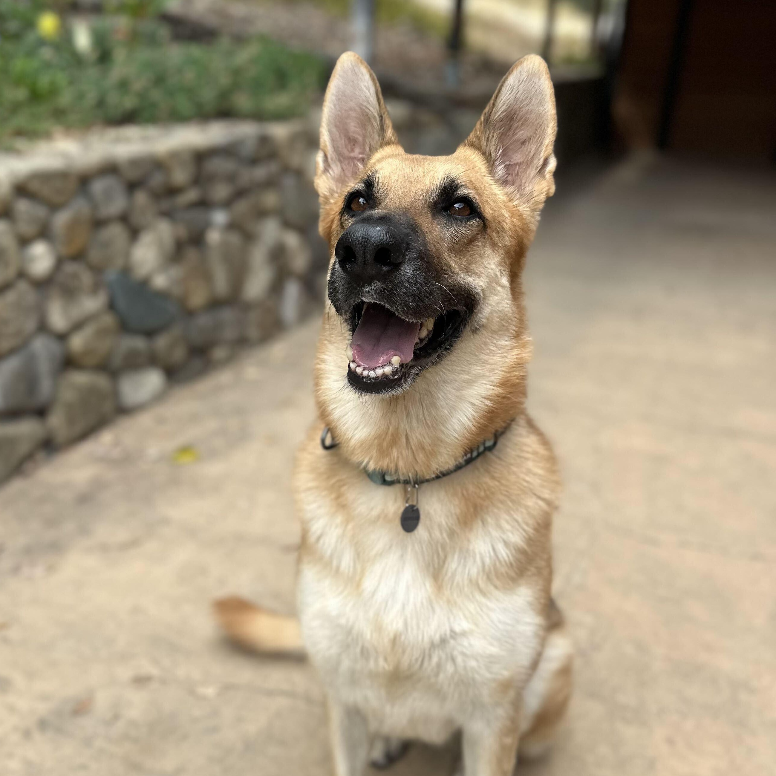 Enlarge Hazel, a Adoptable German Shepherd Dog in Napa, CA image 5/6