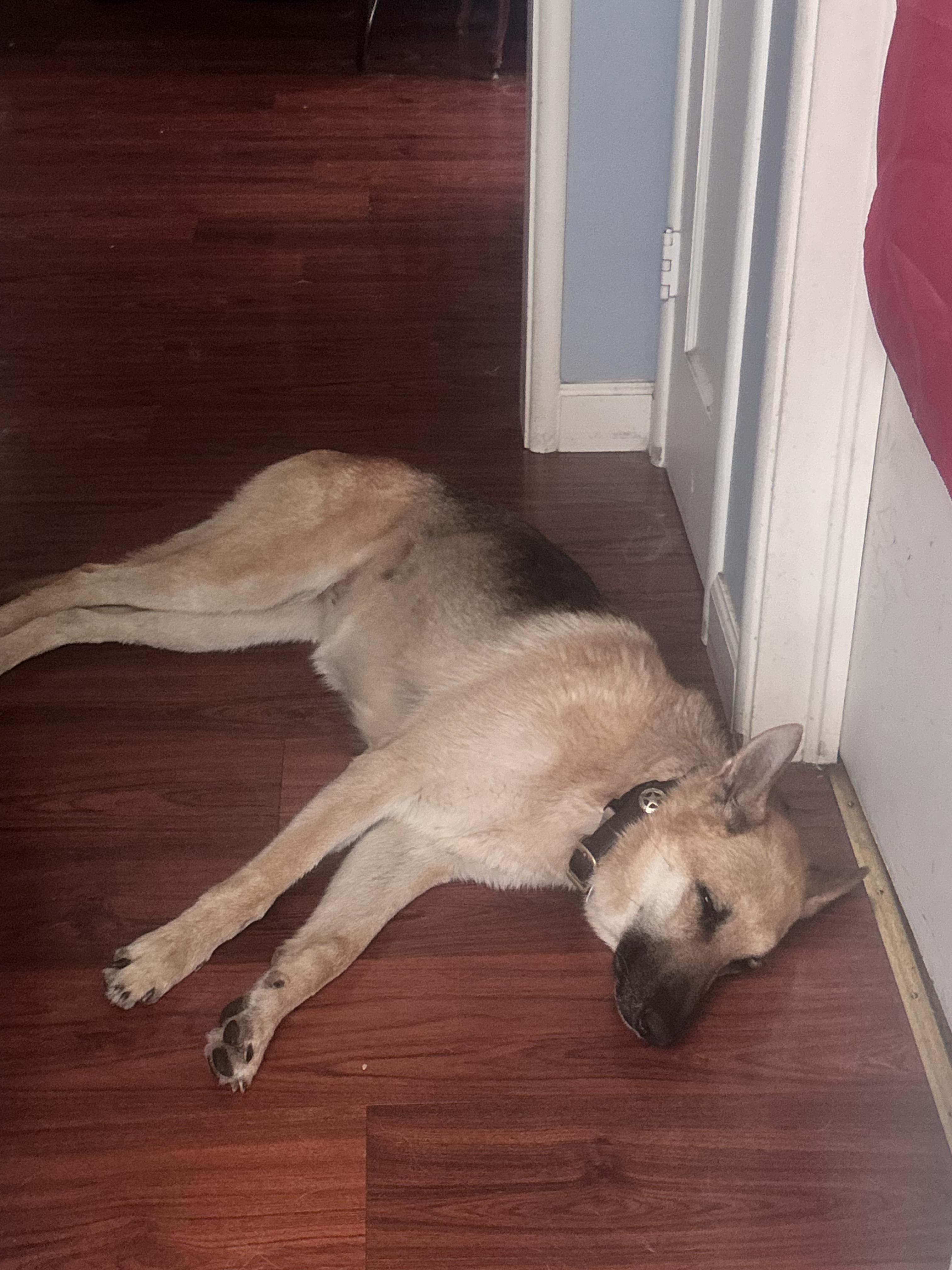 Hazel, a ADOPTABLE German Shepherd Dog in Novato, CA image 4/6