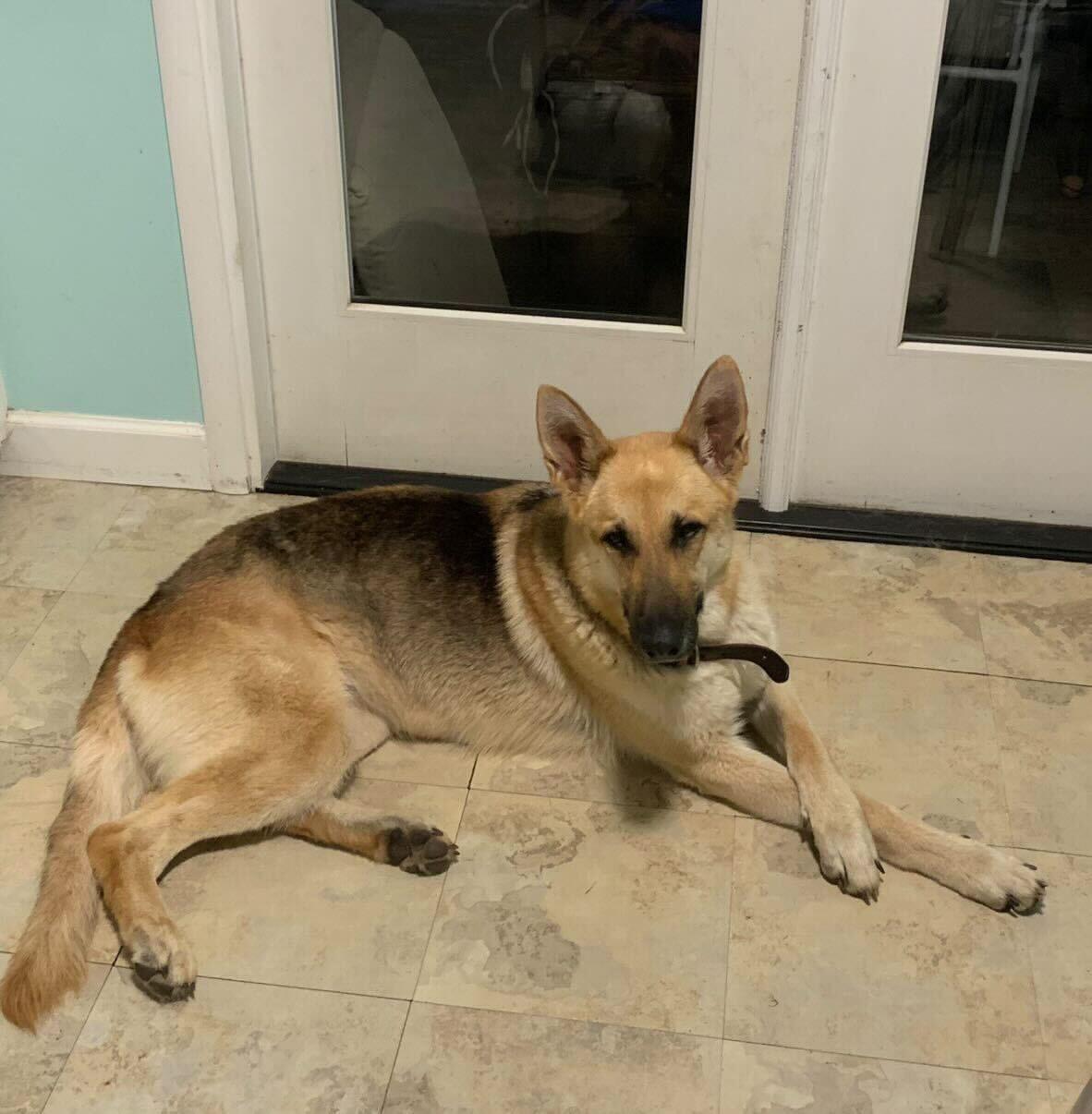 Hazel, ADOPTABLE, Young Female German Shepherd Dog.