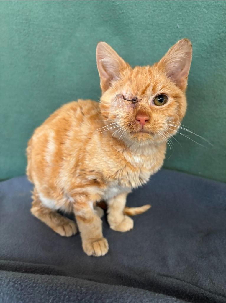 Kevin, a Adoptable mixed breed in Wabash, IN image 1/3