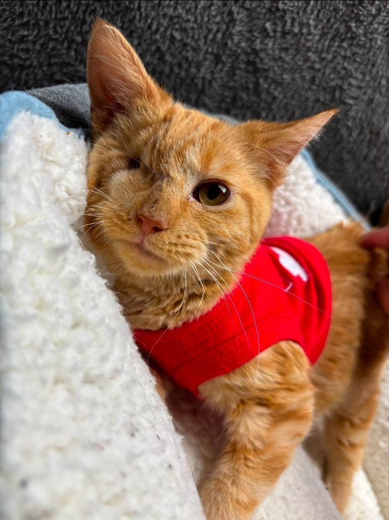 Kevin, a Adoptable mixed breed in Wabash, IN image 2/3