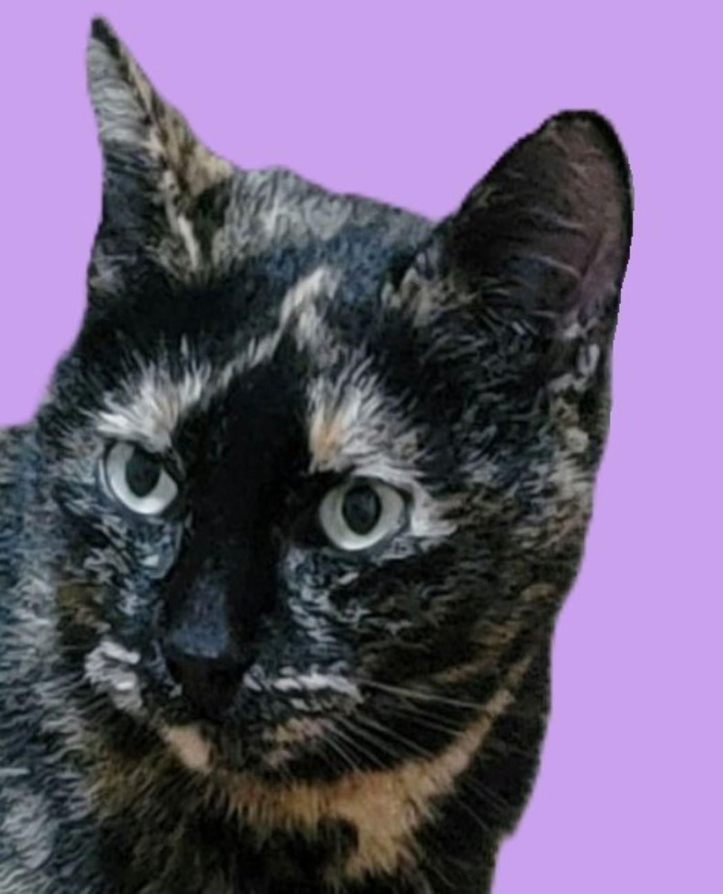Luna (Sassy), Adoptable, Adult Female Domestic Short Hair & Calico.
