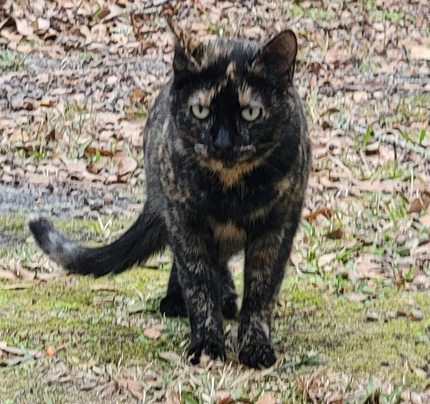 Luna (Sassy), a Adoptable mixed breed in Savannah, GA image 2/3