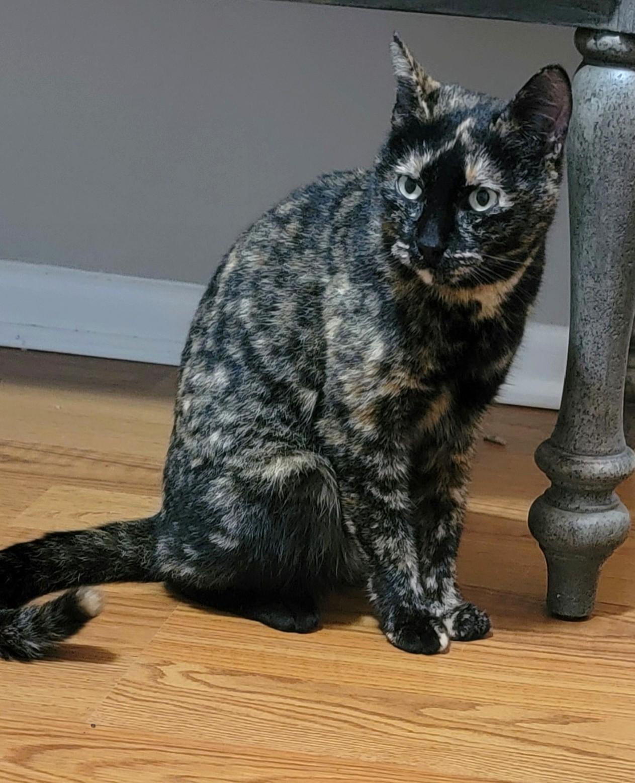 Luna (Sassy), a Adoptable mixed breed in Savannah, GA image 3/3
