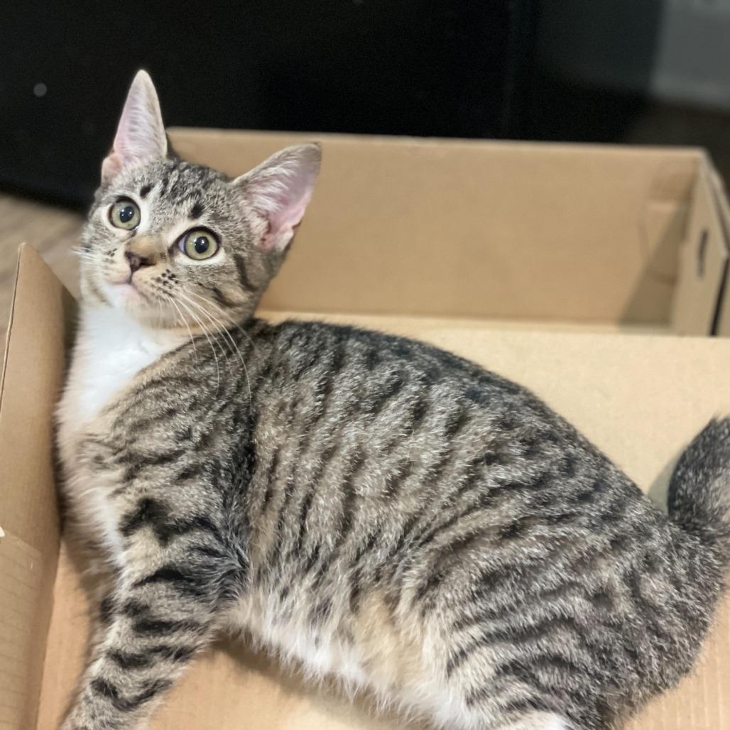 Bonnie Rae, Adoptable, Young Female Domestic Short Hair.