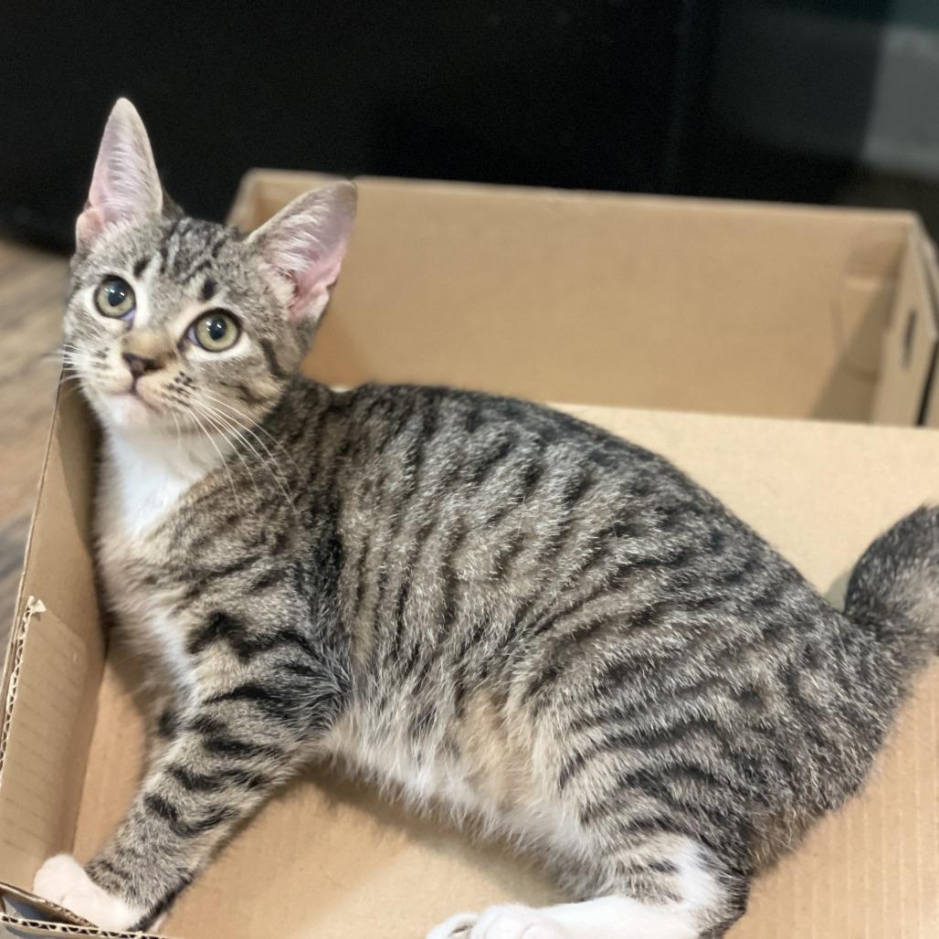 Enlarge Bonnie Rae, a Adoptable Domestic Short Hair in Brattleboro, VT image 2/6