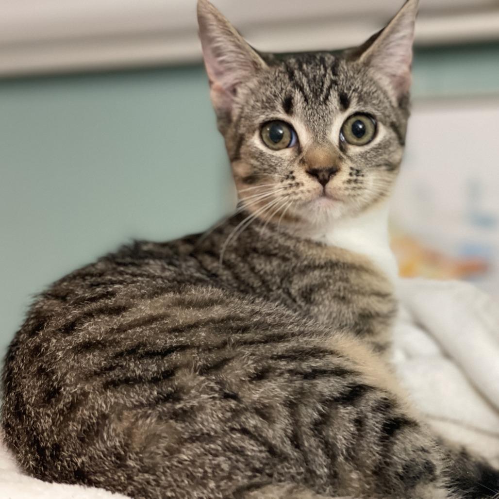 Enlarge Bonnie Rae, a Adoptable Domestic Short Hair in Brattleboro, VT image 3/6