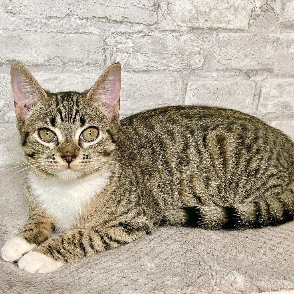 Enlarge Bonnie Rae, a Adoptable Domestic Short Hair in Brattleboro, VT image 4/6