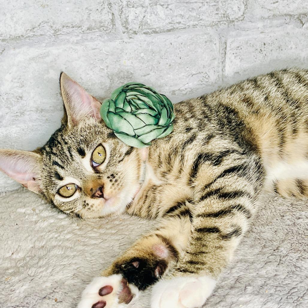 Enlarge Bonnie Rae, a Adoptable Domestic Short Hair in Brattleboro, VT image 5/6