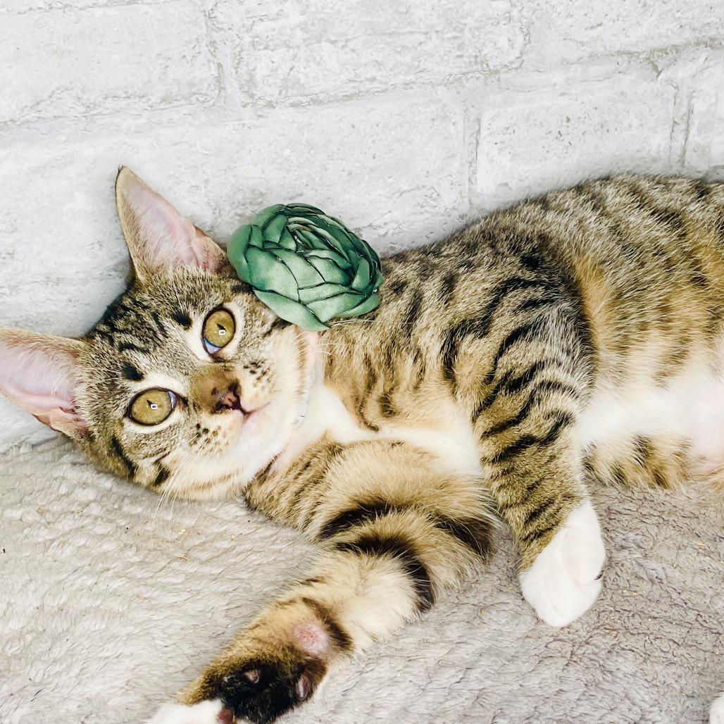 Enlarge Bonnie Rae, a Adoptable Domestic Short Hair in Brattleboro, VT image 6/6