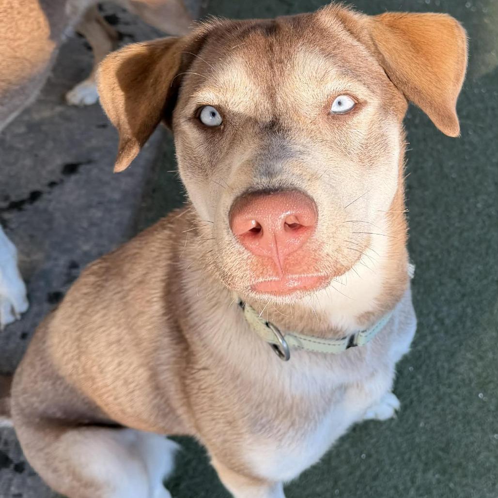 Junie FC, Adoptable, Young Female Siberian Husky & Mixed Breed.