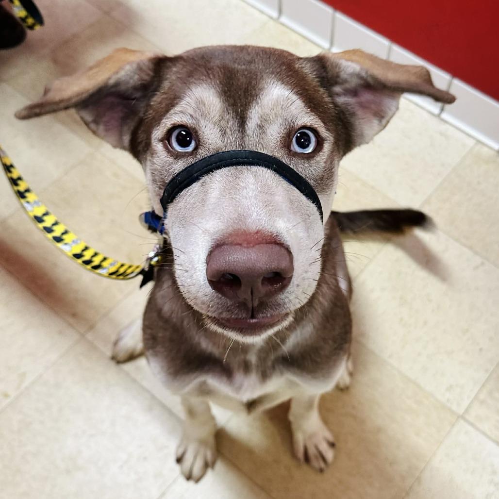 Enlarge Junie HA, a Adoptable mixed breed in Union, MO image 1/3