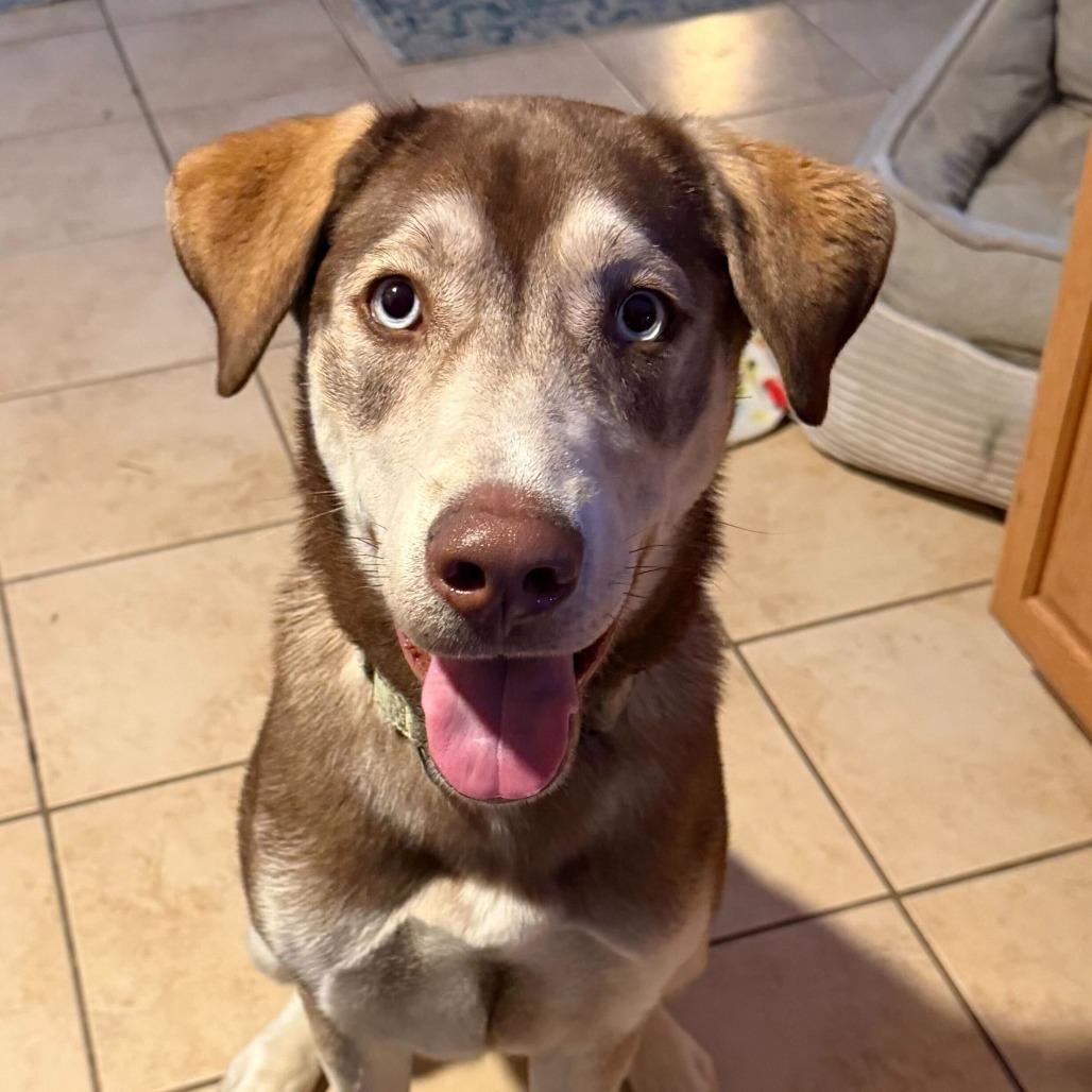 Enlarge Junie fc, a Adoptable mixed breed in Union, MO image 2/6