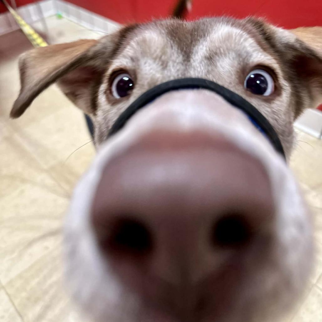 Enlarge Junie HA, a Adoptable mixed breed in Union, MO image 2/3