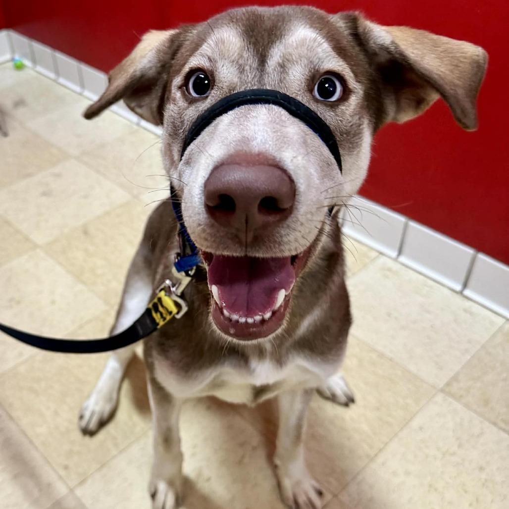 Enlarge Junie HA, a Adoptable mixed breed in Union, MO image 3/3