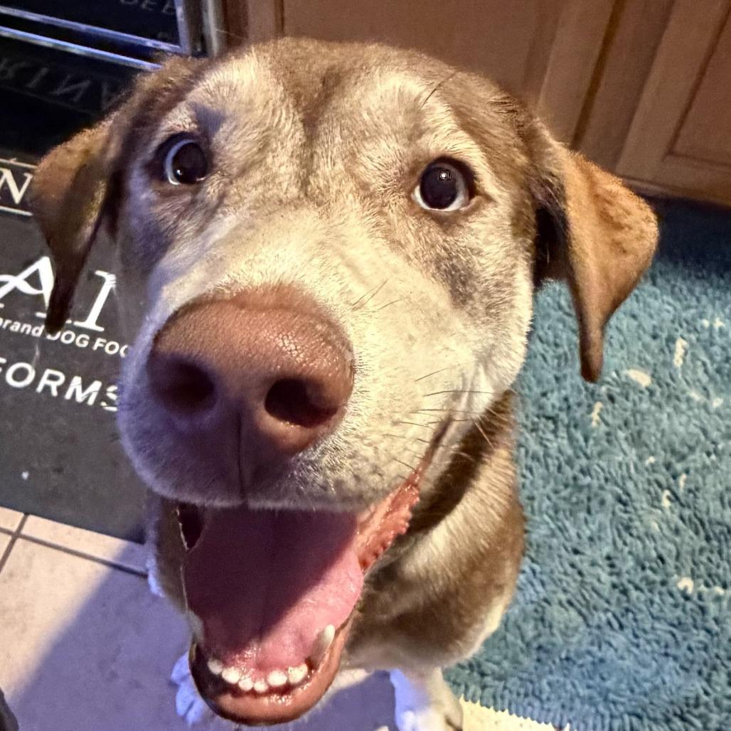 Enlarge Junie fc, a Adoptable mixed breed in Union, MO image 5/6