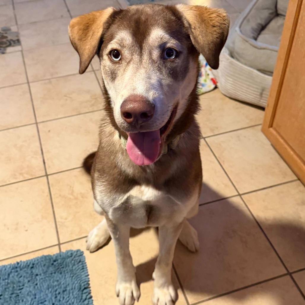 Enlarge Junie fc, a Adoptable mixed breed in Union, MO image 6/6