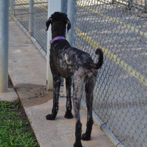 "Archie" Archibald, Adoptable, Puppy Male Standard Poodle & Black Labrador Retriever.